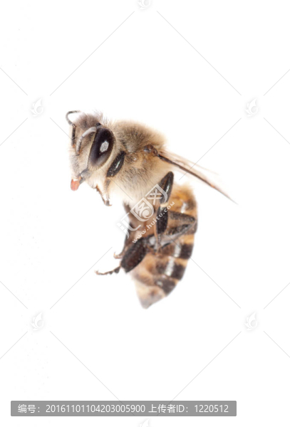 昆蟲蜜蜂