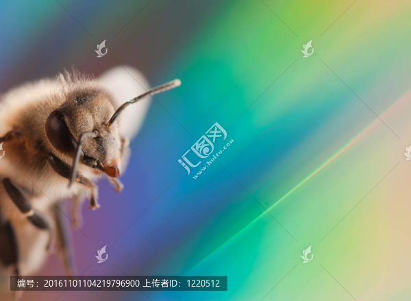 昆蟲(chóng)蜜蜂