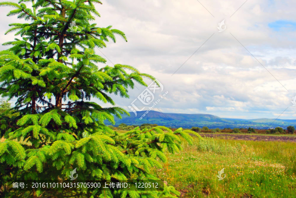 樹(shù)視圖-匯圖網(wǎng) www.fosd68.com 樹(shù)視圖