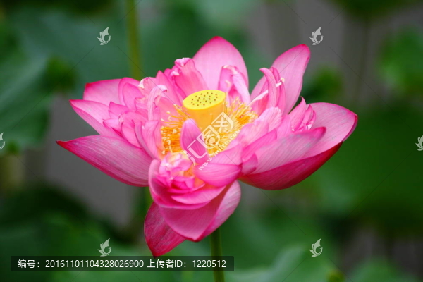 蓮花