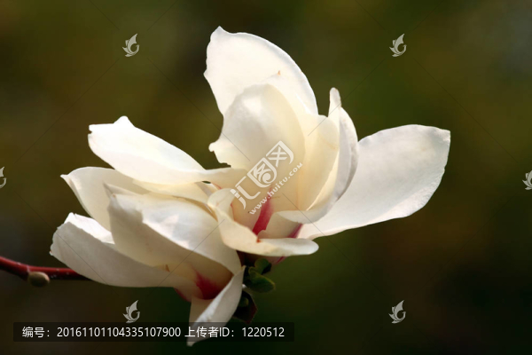 玉蘭花