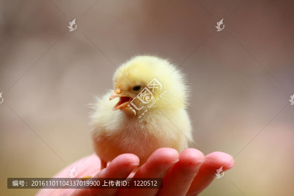 小雞