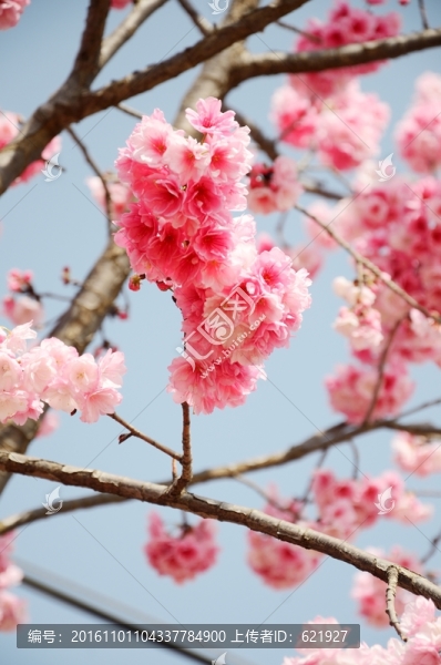 櫻花