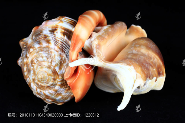 海貝殼
