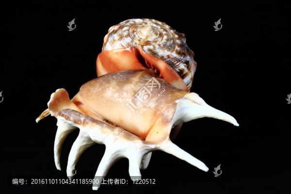 海貝殼