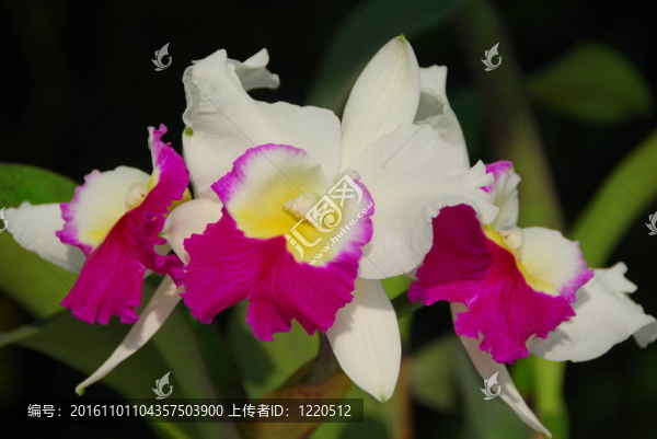 粉紅白蘭花