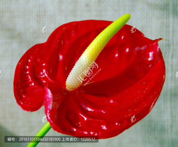 紅掌花
