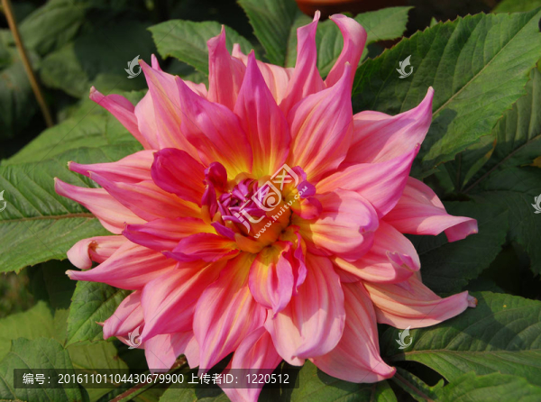 紅黃dahlia,Flower