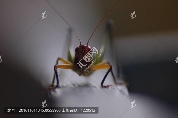 蚱蜢