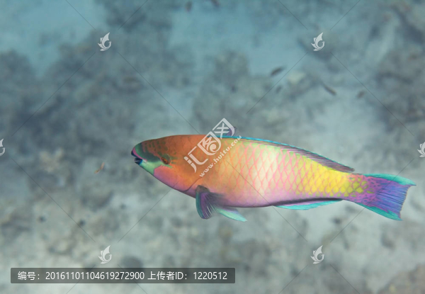 生銹的鸚嘴魚