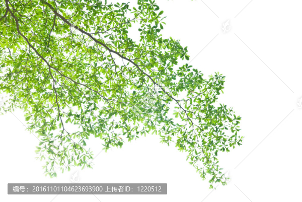 白色背景下的綠色休假