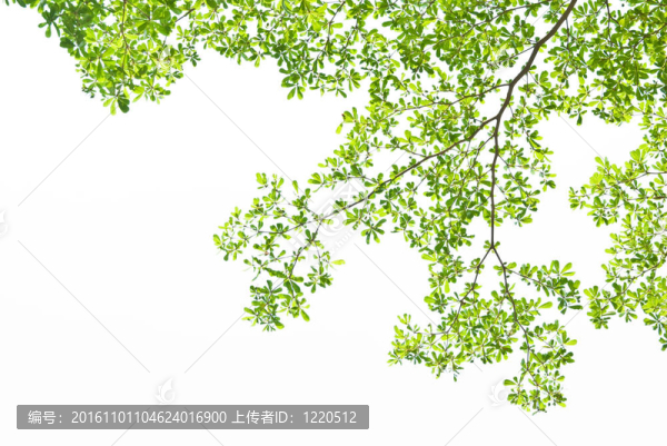 白色背景下的綠色休假