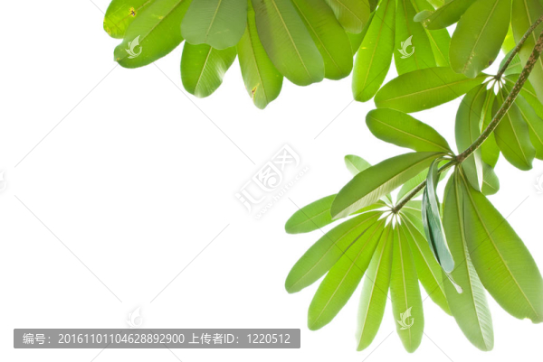 白色背景下的綠色休假
