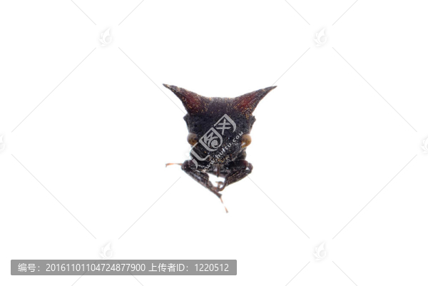 角蟬分離