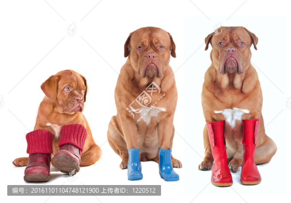 波爾多犬（法國獒犬）不同年齡犬各種靴四季孤立在白色背景
