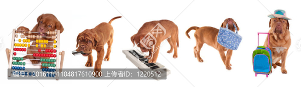 不同年齡不同職業(yè)的波爾多獒犬小狗孤立在白色背景