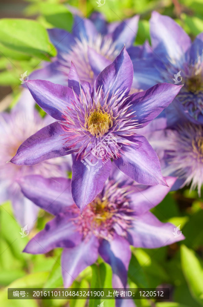 紫色的Clematis,Flowers
