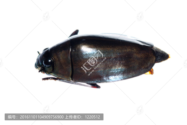 昆蟲豉蟲
