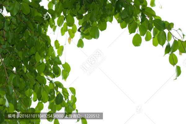 菩提樹的葉子