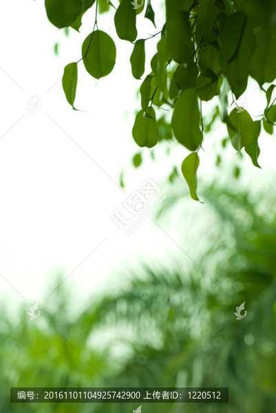 菩提樹的葉子