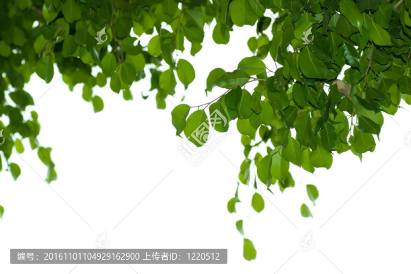 菩提樹的葉子