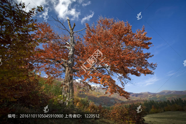 七彩陽光秋季森林景觀優(yōu)美