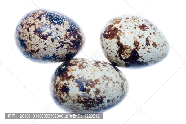 鵪鶉鳥蛋分離