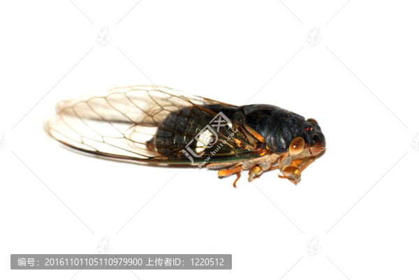 在白色的孤立的蟬蟲