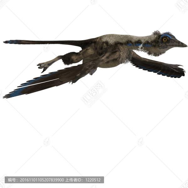 Dinosaur,Archaeopteryx。3D渲染與剪輯路徑和陰影超過白色
