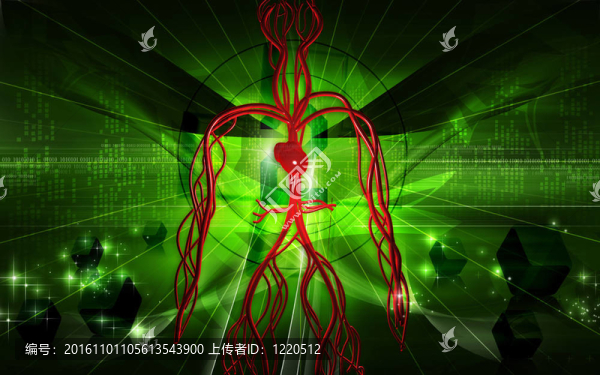血管系統(tǒng)