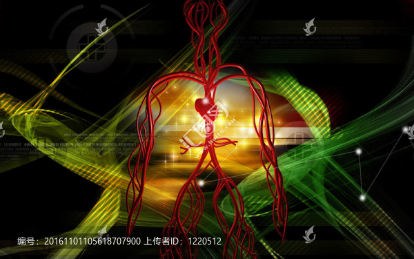 血管系統(tǒng)