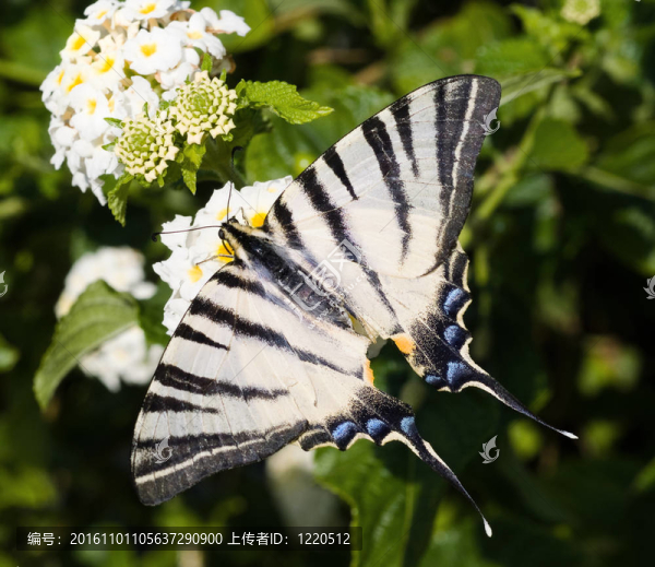 蝴蝶flowers,Papilio,machaon