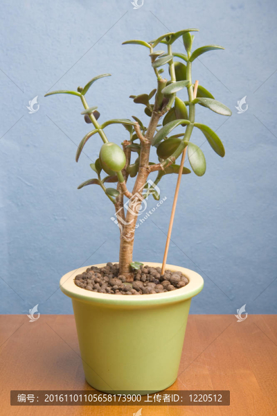 植物