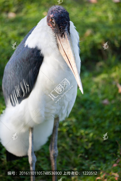 非洲禿鸛（Leptoptilos,crumeniferus）