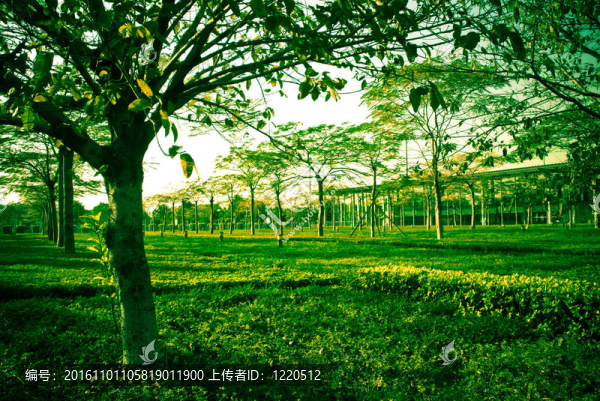 綠色樹和草
