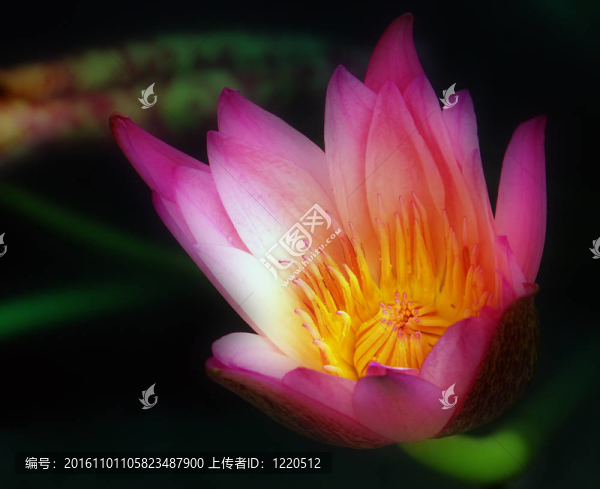 粉紅睡蓮