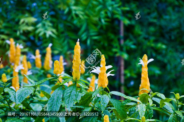 郁郁蔥蔥的綠色背景上的黃色花朵