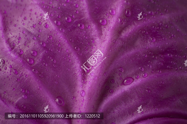 紅甘藍(lán)