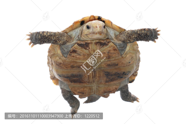 動物烏龜
