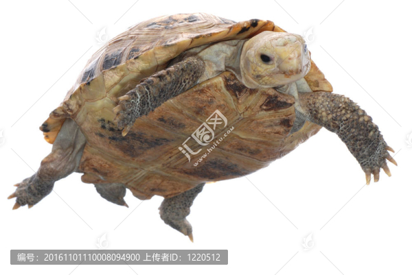 動物烏龜