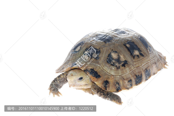 動物烏龜