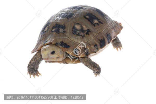 動物烏龜