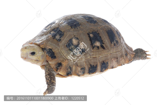 動物烏龜