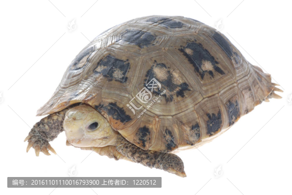 動物烏龜