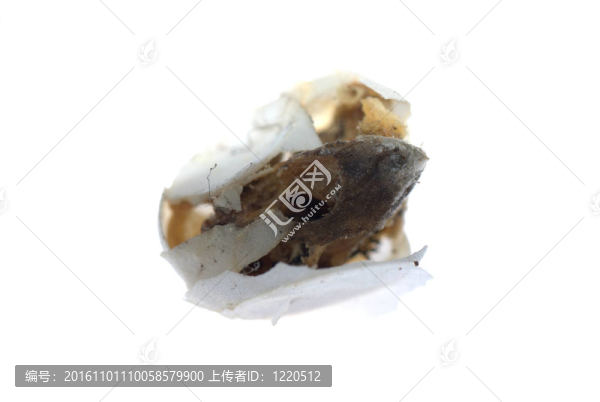 壁虎寶貝蛋不能孵化