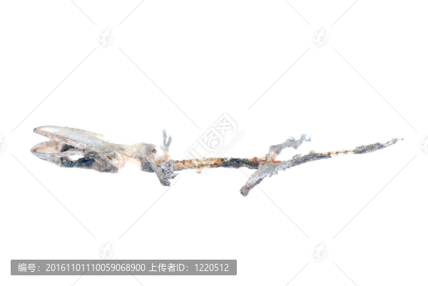 死壁虎的頭骨