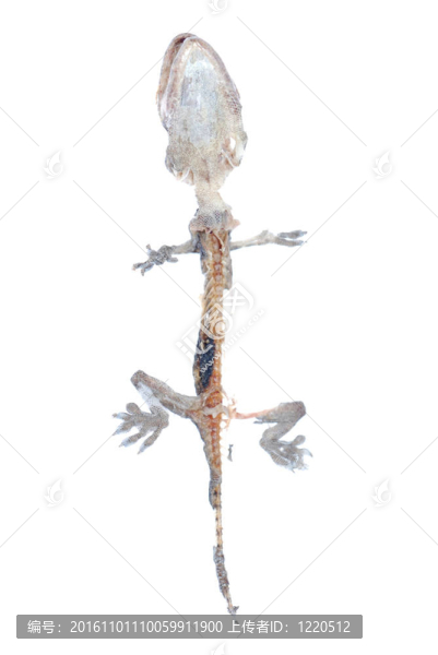死壁虎的頭骨