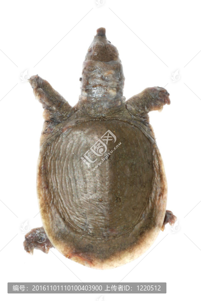 龜死的白斑病