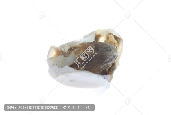 壁虎寶貝蛋不能孵化