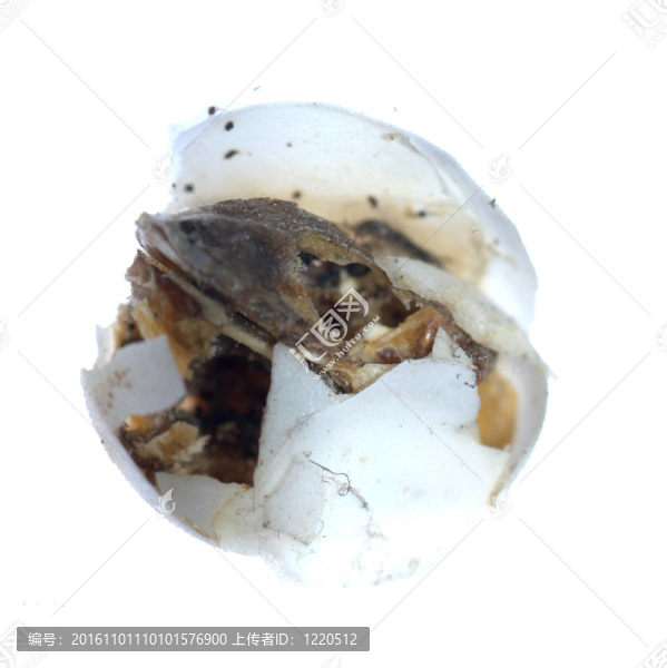 壁虎寶貝蛋不能孵化
